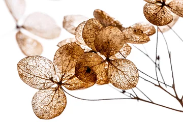 Foto auf Acrylglas Für Sie Trockenblumen hautnah im Detail isoliert auf weißem Hintergrund