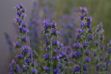 field with purple flowers in the sunset in the summer