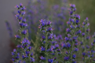 field with purple flowers in the sunset in the summer
