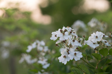 white roses to the fence lattice summer flowers tenderness and beauty