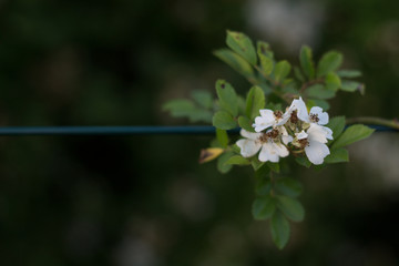 white roses to the fence lattice summer flowers tenderness and beauty