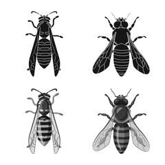 Vector design of insect and fly sign. Set of insect and element stock vector illustration.