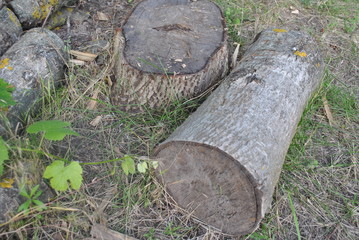 tree, nature, forest, wood, green, grass, plant, old, log, landscape, environment, trunk, summer, stone, stump, bark, cut, park, natural, outdoors, wooden, spring, water, growth, rock