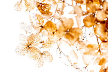 dry flowers close up in the detail isolated on a white background