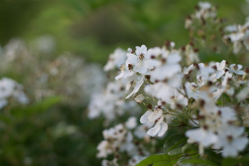 white roses to the fence lattice summer flowers tenderness and beauty