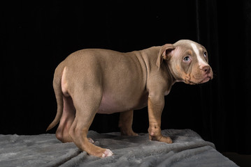 Fototapeta na wymiar Puppy of American Bulli breed on a black background