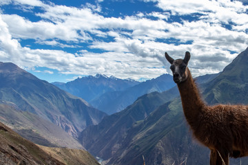 Portrait of a brown lama on the Choqueqirao Trek to Machu Picchu in the Andes Mountains, Peru