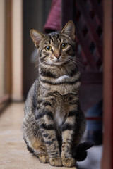 Beautiful striped grey cat walking by the window, indoor