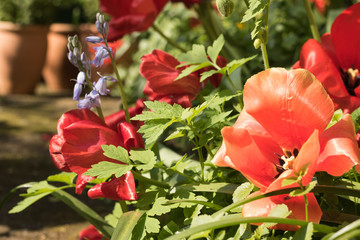 Obraz premium Bright red tulips bloom beautifully in a garden in a sunny day. Concept: gardening.