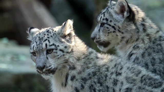 Kitten of snow leopard - Irbis (Panthera uncia) watches the neighborhood.