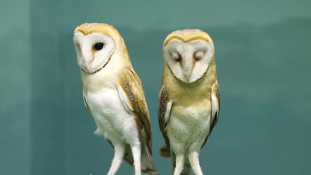 Couple of two beautiful barn owls