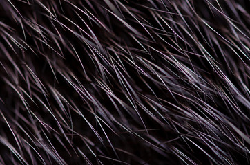 Black fur macro villus texture detail nature on blur background