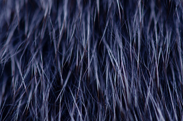 Blue black fur macro villus texture detail nature on blur background