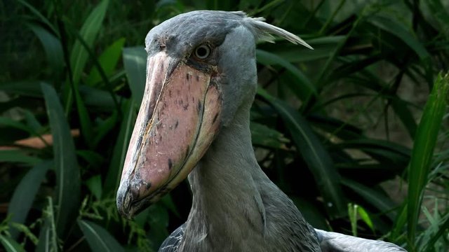 A shoebill (Balaeniceps rex) stork standing surrounded by plants. 