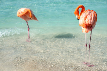 Wild Pink Flamingos on a Caribbean Beach