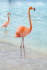Wild Pink Flamingos on a Caribbean Beach