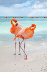 Wild Pink Flamingos on a Caribbean Beach