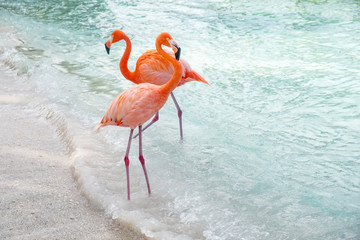 Wild Pink Flamingos on a Caribbean Beach