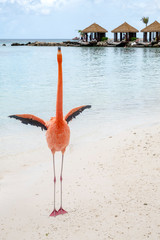 Wild Pink Flamingo on a Caribbean Beach With Cabanas in the Background
