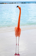 Wild Pink Flamingo on a Caribbean Beach