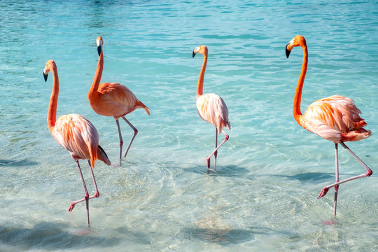 Wild Pink Flamingos on a Caribbean Beach