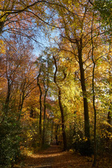 Obraz premium Las złota jesień