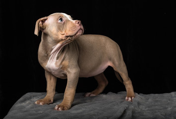 Puppy of American Bully breed on a black background