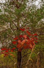 Oak's Fall Color Bursts In Front of Evergreen
