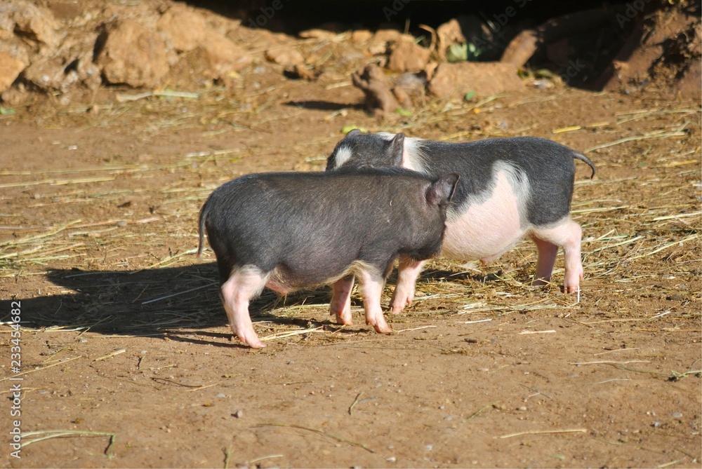 Wall mural two little pigs playing with each other