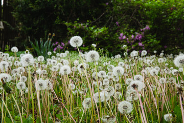 dandelions in tall grass