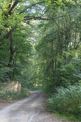 Fototapeta premium pathway trough the forest