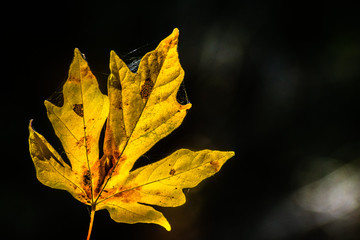 Golden maple leaf on a dark background, California