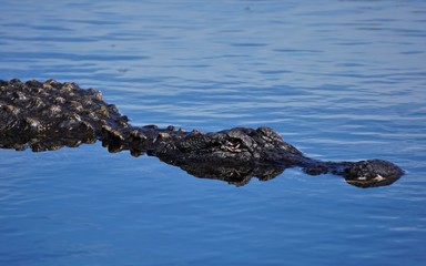 Alligator, Florida, Everglades