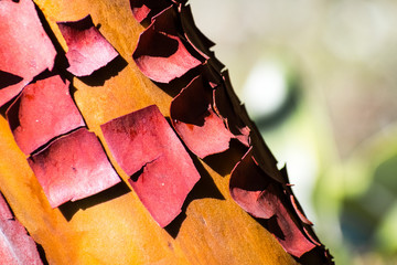 Close up of Madrone tree (Arbutus menziesii) peeling bark, California