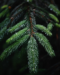 close up of fir tree