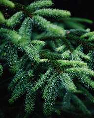 close up of fir tree