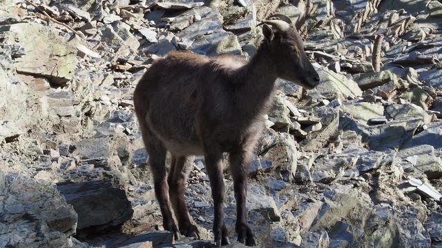 Himalayan tahr (Hemitragus jemlahicus) on the rock.