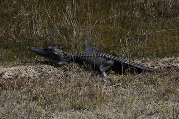 Alligator, Florida, Everglades