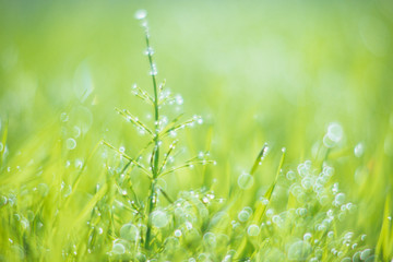 Horsetail in the Light - 光の中のスギナ