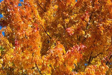 Autumn Fall Season of Brightly Colored Leaves and Blue Sky Thanksgiving Halloween