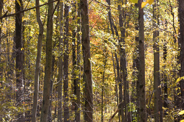 Obraz premium Jesień jesień z kolorowych liści i błękitnego nieba Święto Dziękczynienia Halloween