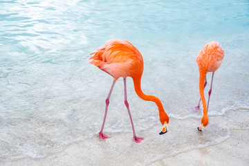 Wild Pink Flamingos on a Caribbean Beach