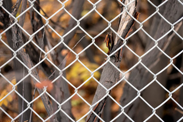Fall colours with chain link fence background