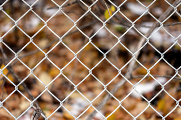 Fall colours with chain link fence background