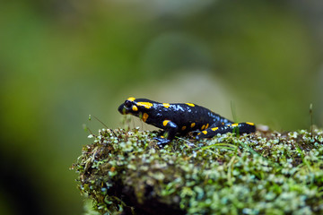 Yellow spotted salamander