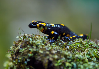 Yellow spotted salamander