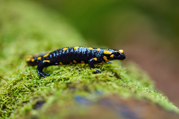 Yellow spotted salamander