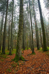 Fall landscape with colorful trees