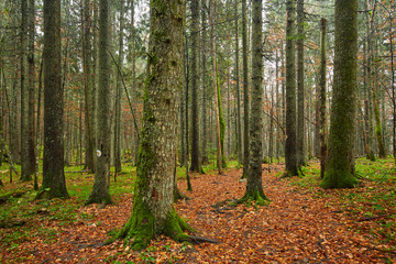 Obraz premium Fall landscape with colorful trees