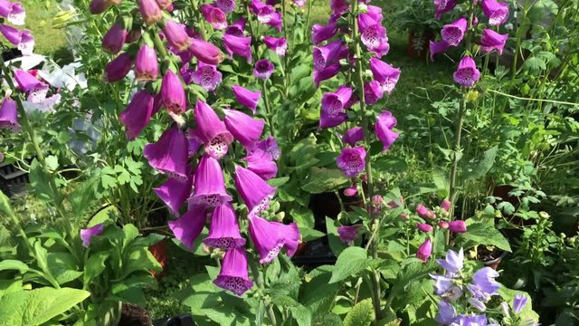 Pink Foxglove Digitalis Purpurea